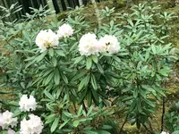 天龍寺 曹源池の写真・動画_image_425834