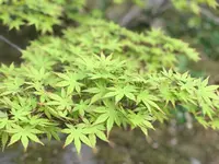 宝厳院の写真・動画_image_425843