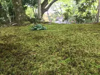 宝厳院の写真・動画_image_425845