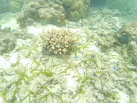 吉野海岸の写真・動画_image_425910