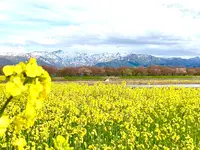 あさひ舟川「春の四重奏」の写真・動画_image_425951