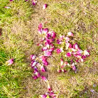 あさひ舟川「春の四重奏」の写真・動画_image_425957