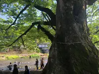 水源けやきの写真・動画_image_426172