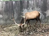 那須サファリパークの写真・動画_image_426624