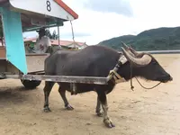 由布島ゆき水牛乗り場の写真・動画_image_426759