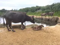 由布島ゆき水牛乗り場の写真・動画_image_426761