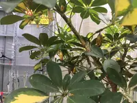 由布島の写真・動画_image_426763