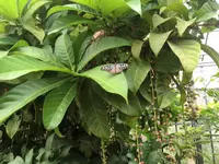 由布島の写真・動画_image_426764