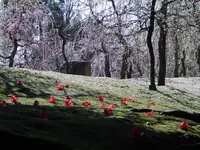 城南宮の写真・動画_image_426903