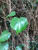 猿島の写真・動画_image_427015