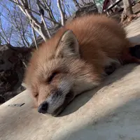 宮城蔵王キツネ村の写真・動画_image_427055