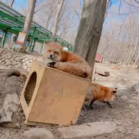 宮城蔵王キツネ村の写真・動画_image_427056