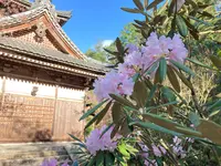 如意寺の写真・動画_image_427496