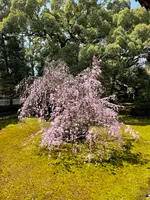 青蓮院門跡の写真・動画_image_427618