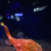 沼津港深海水族館の写真・動画_image_427664