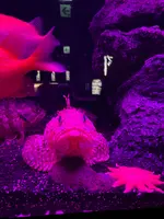 沼津港深海水族館の写真・動画_image_427665