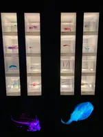 沼津港深海水族館の写真・動画_image_427667