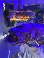 沼津港深海水族館の写真・動画_image_427668