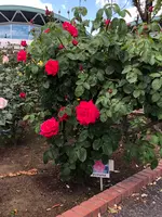 道の駅めぬまの写真・動画_image_427766
