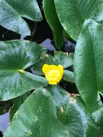 メタセコイアの森（水元公園）の写真・動画_image_428925