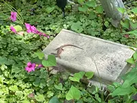 ミモザ村の写真・動画_image_429086