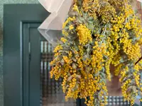 ミモザ村の写真・動画_image_429087