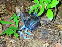西表島 ADVENTURE PiPiの写真・動画_image_429417