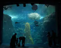 新江ノ島水族館の写真・動画_image_429443