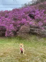 おんねゆ温泉つつじ公園の写真・動画_image_429761