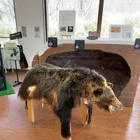 知床自然センターの写真・動画_image_429817