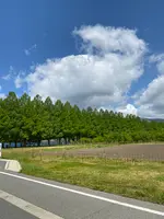 メタセコイア並木の写真・動画_image_430044