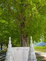 メタセコイア並木の写真・動画_image_430046
