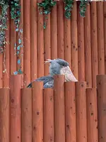 掛川花鳥園の写真・動画_image_430612