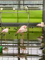 掛川花鳥園の写真・動画_image_430614