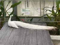 掛川花鳥園の写真・動画_image_430617