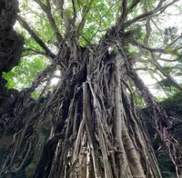 ガンガラーの谷の写真・動画_image_430827