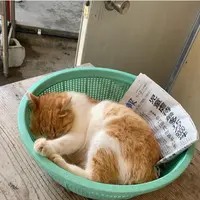 糸満漁業協同組合 お魚センターの写真・動画_image_430838