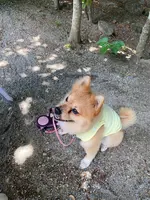 備瀬の海風庭 茉 家（沖縄そば専門店）の写真・動画_image_431501