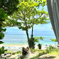 備瀬のフクギ並木の写真・動画_image_431503