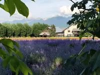 ファーム富田の写真・動画_image_431613