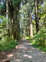 箱根旧街道杉並木の写真・動画_image_432406