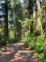 箱根旧街道杉並木の写真・動画_image_432407