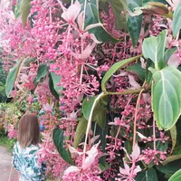 よへなあじさい園の写真・動画_image_432518
