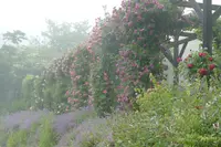 軽井沢レイクガーデンの写真・動画_image_432934