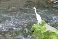 ハルニレテラスの写真・動画_image_432953