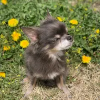 軽井沢プリンスホテル ウエストの写真・動画_image_432955