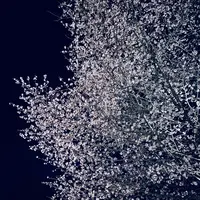 星野温泉　トンボの湯の写真・動画_image_432986