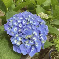 服部農園あじさい屋敷の写真・動画_image_433021