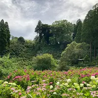 服部農園あじさい屋敷の写真・動画_image_433022