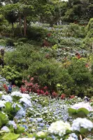 よへなあじさい園の写真・動画_image_433181